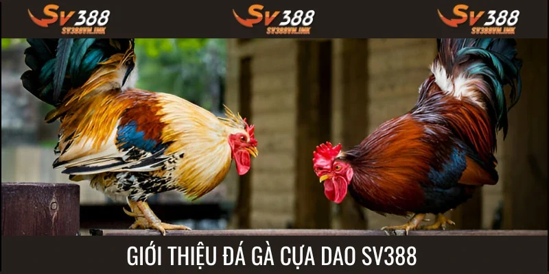 Đá gà cựa dao SV388 mang tới trận đấu tuyệt vời