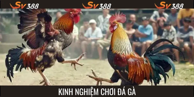 Kinh nghiệm chơi đá gà