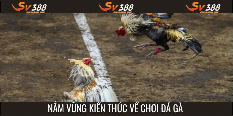 Nắm chắc những kiến thức ban đầu về chọi kê