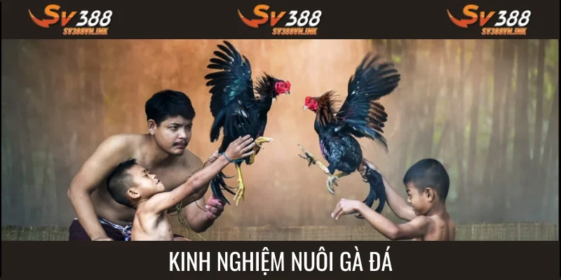Kinh nghiệm nuôi gà đá