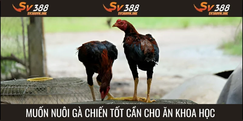 Hãy cho chiến kê ăn hợp lý