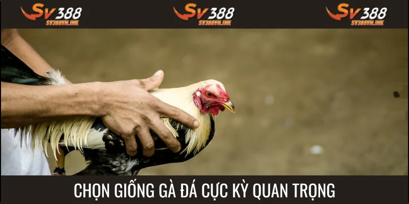 Việc chọn giống rất cần được chú tâm
