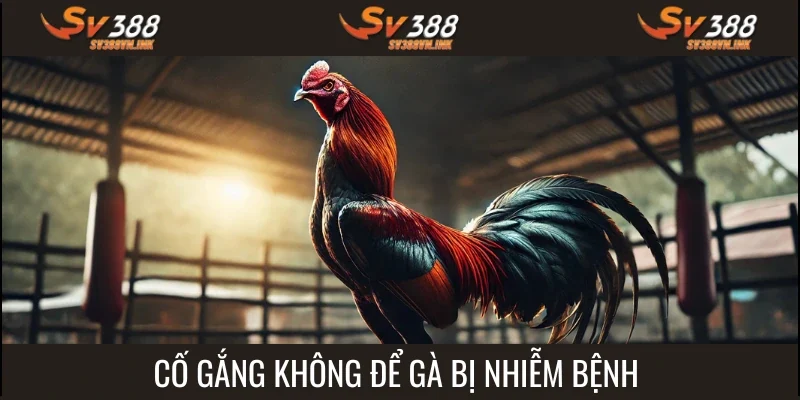Hãy cố gắng giữ cho chiến kê không nhiễm bệnh