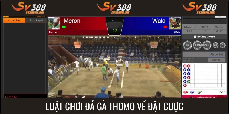 Kiến thức về luật cần chú ý khi cược chọi gà ở Thomo