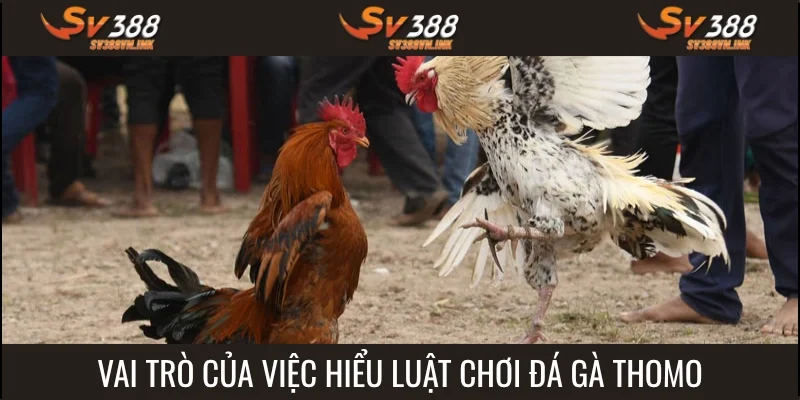Hiểu luật chơi đá gà Thomo mang về nhiều lợi ích